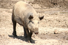 Killikus&reg; Fotographie